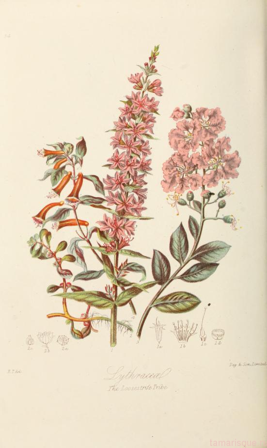 Ботанические иллюстрации 19 века
