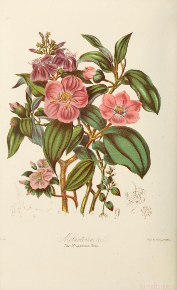 Ботанические иллюстрации 19 века